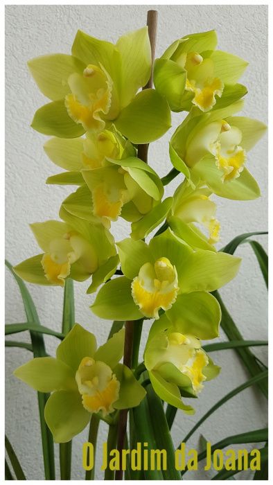 Orquídeas (Haste Floral)