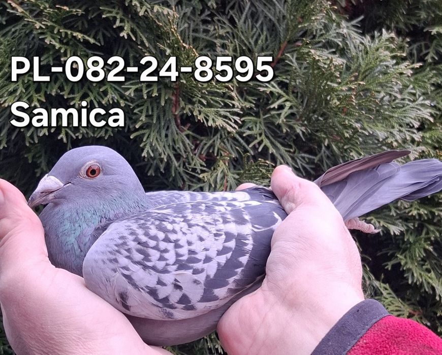 Gołąb M.Ankus x A.Zambrzycki Super Pochodzenie. "Top"