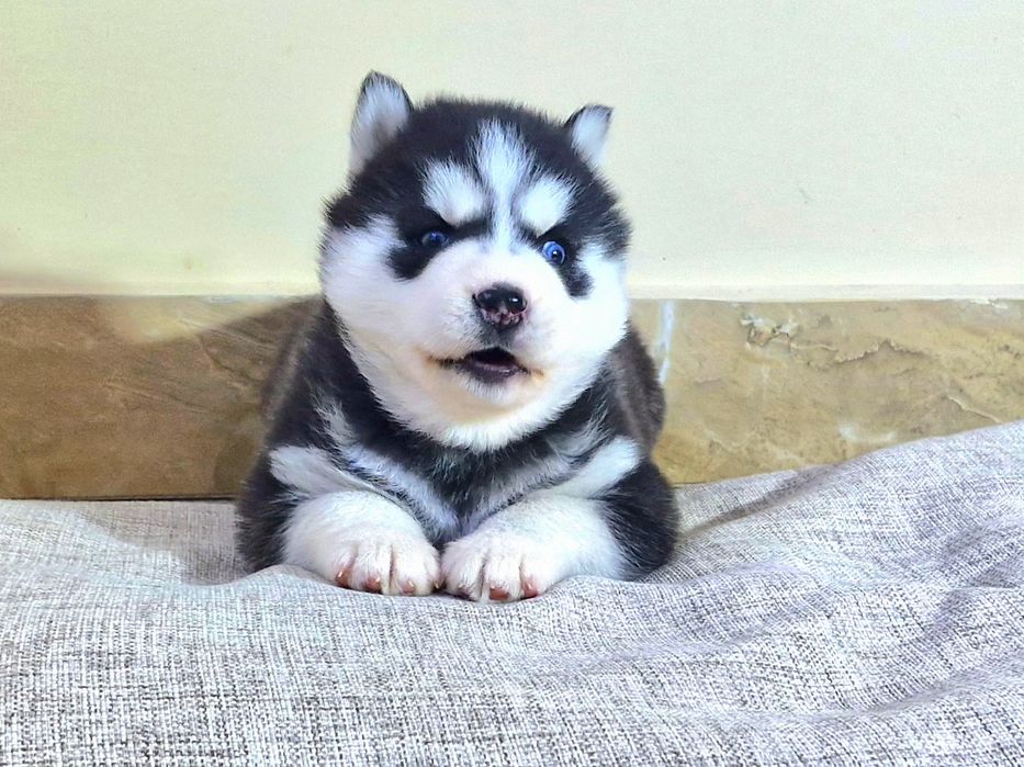 Niebieskooki szczeniak Siberian Husky międzynarodowy rodowod FCI ZKwP
