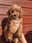 Cavapoo f1 suczka szczeniak metryka dwumiesięczna