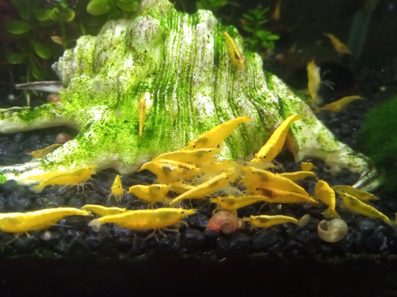 Krewetki Yellow Neon Neocaridina selekcjonowane jakość