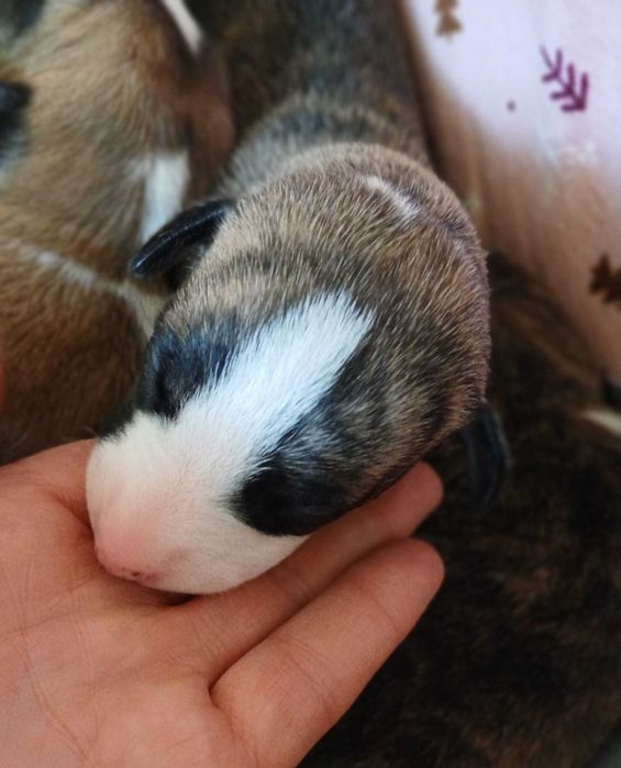 Whippet Chart Angielski suczka ZKwP / FCI