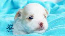 York Golddust Yorkshire Terrier