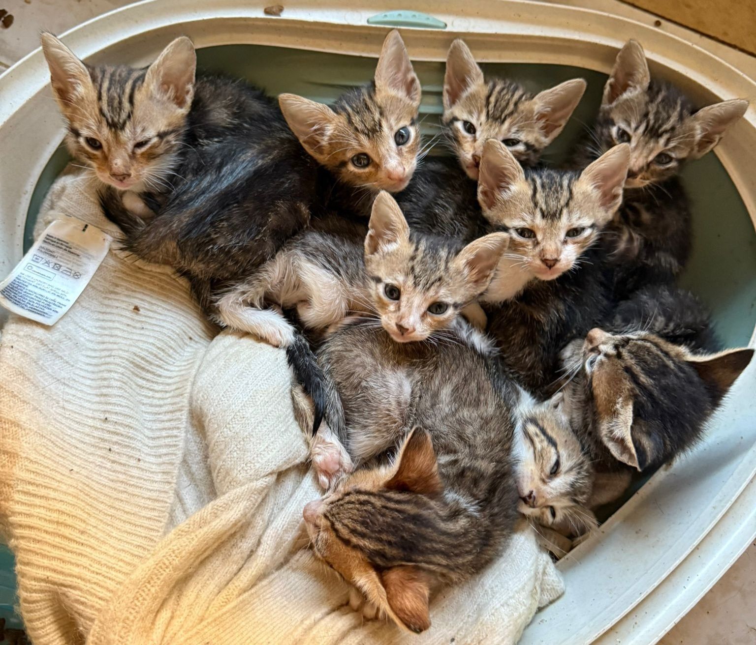Gatinhos para adoção responsável