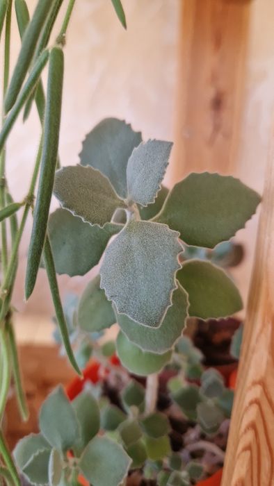 Пропоную каланхоє Миллота,та войлочне Томентоза