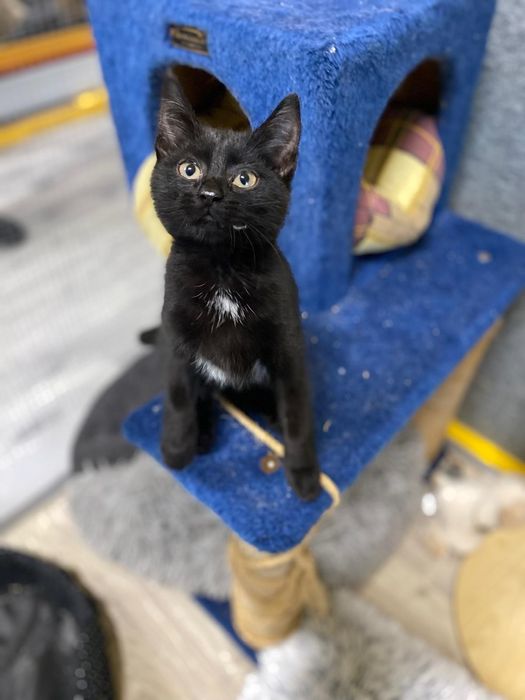 Malutka kotka czeka na dom w schronisku