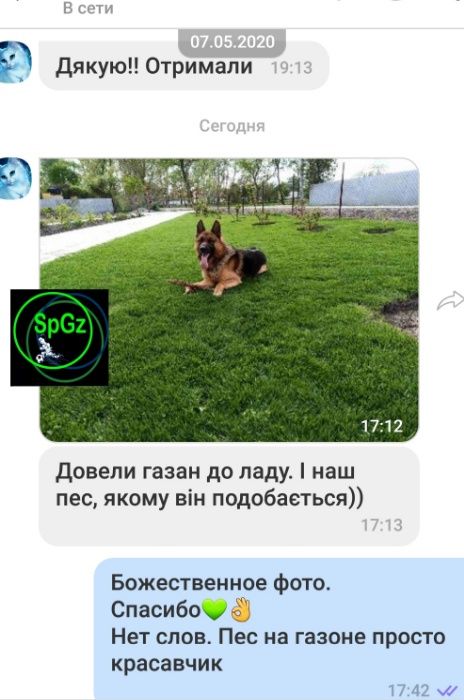 Газон семена Спорт MINI самая низкая изумрудная крепкая трава газонная