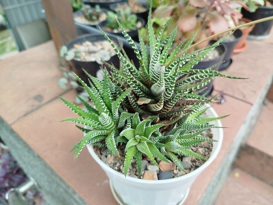 Комнатные растения, экзоты, саженцы и черенки