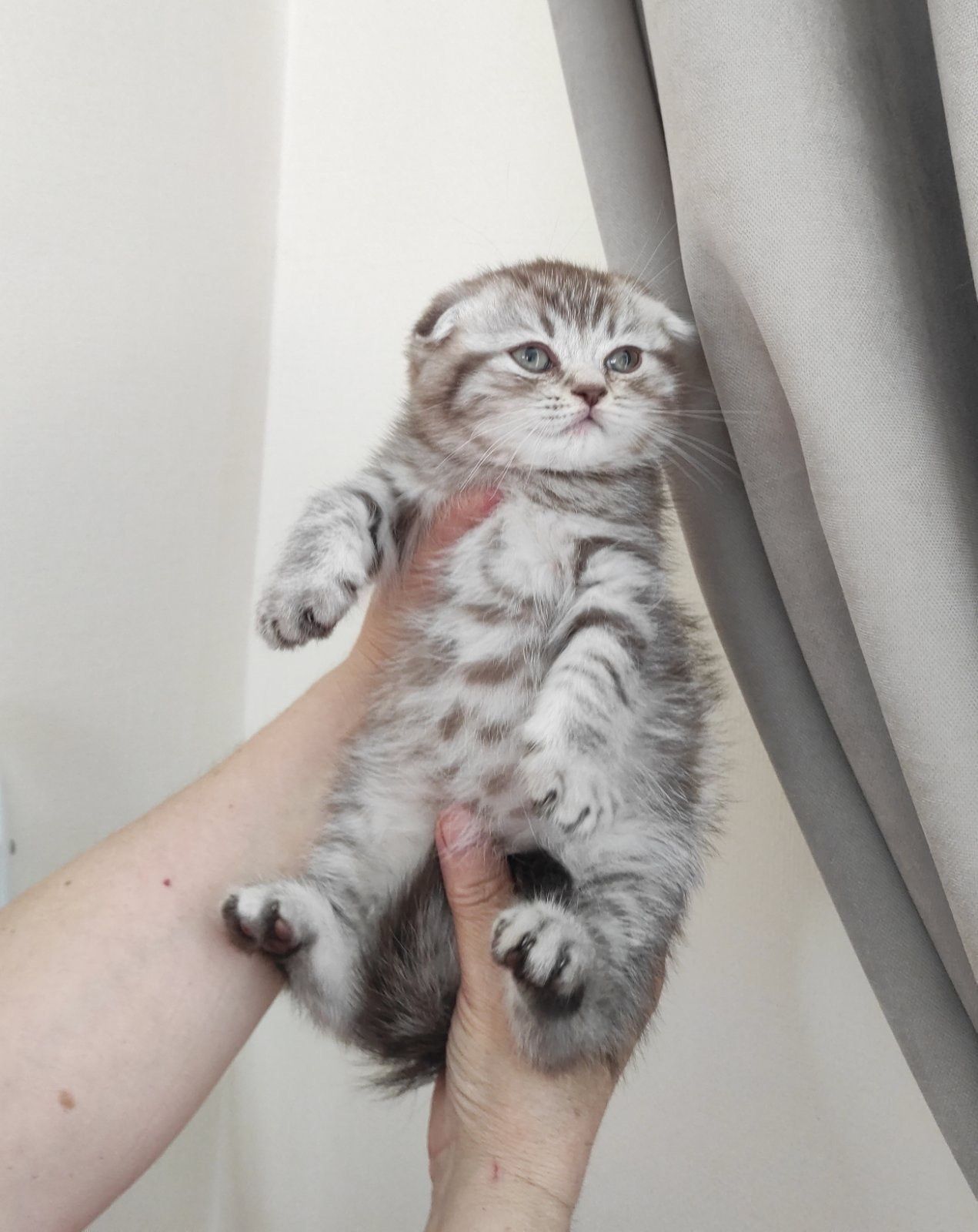 Шотландські кошенятка