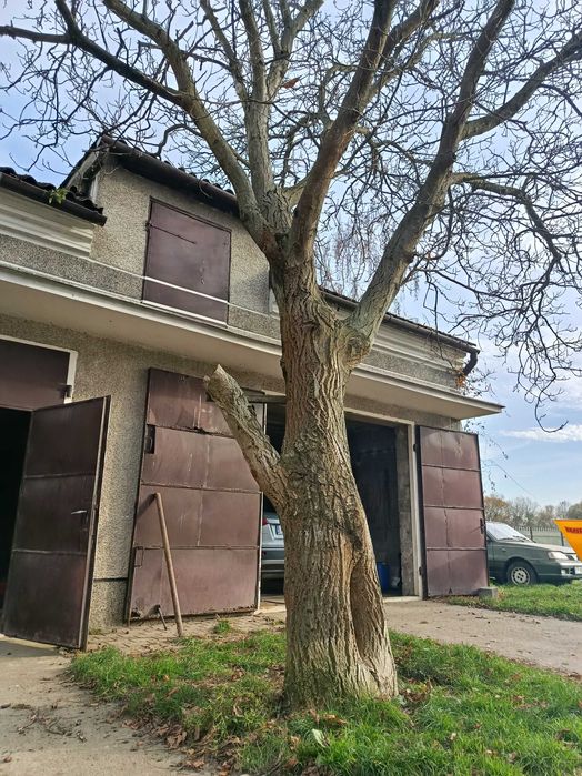 Sprzedam drzewo orzech włoski