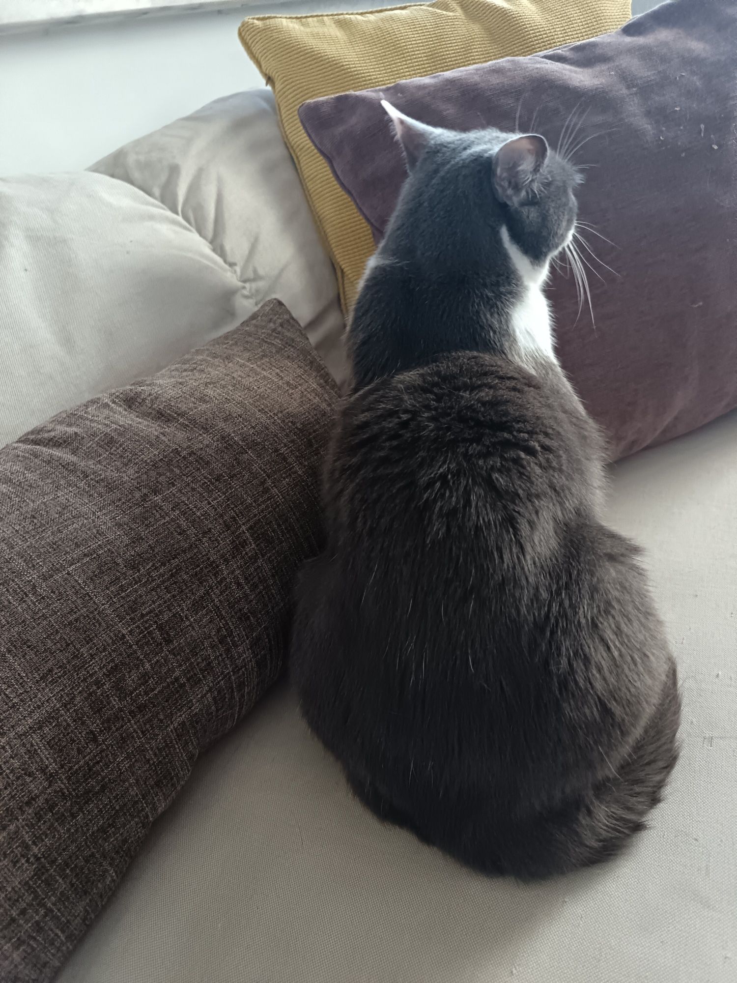 Gato com 7 anos para dar a pessoa responsável