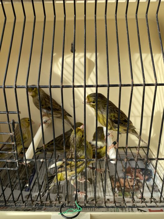 Canarios agata mosaico vermelho/ timbrados espanhol