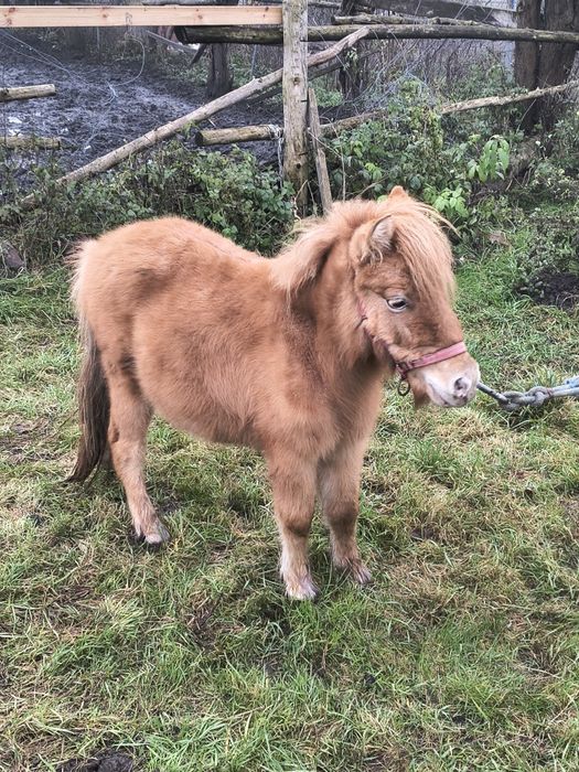 Sprzedam  kucyka  Klarson