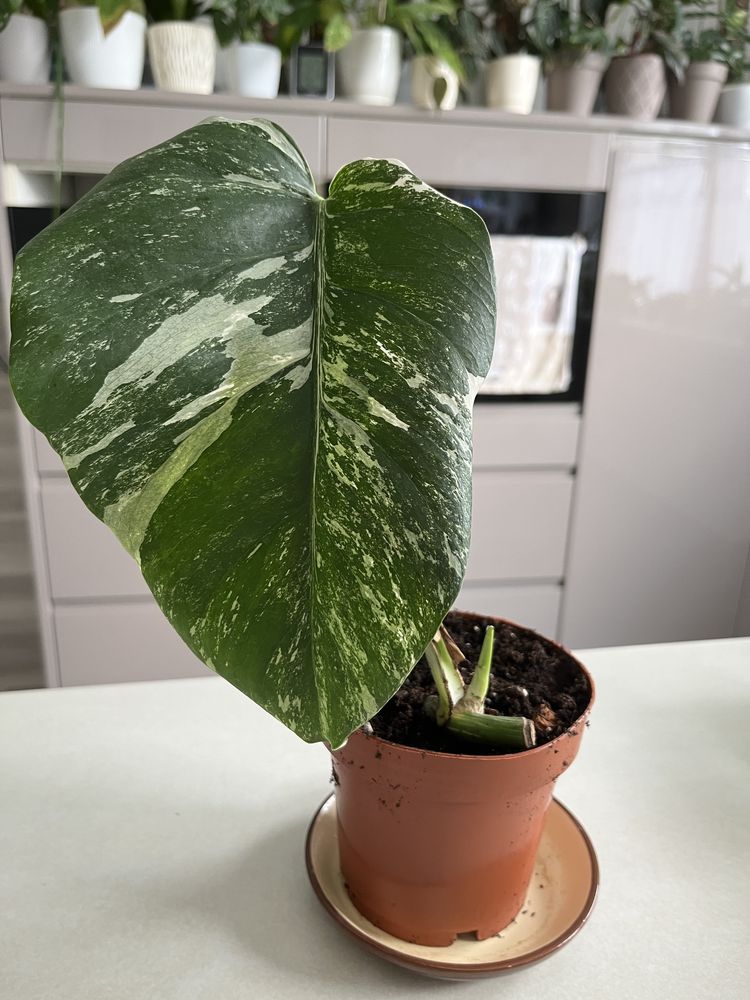 Monstera variegata