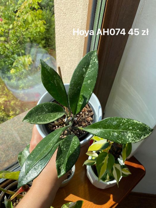 Hoya Ah074 sadzonka