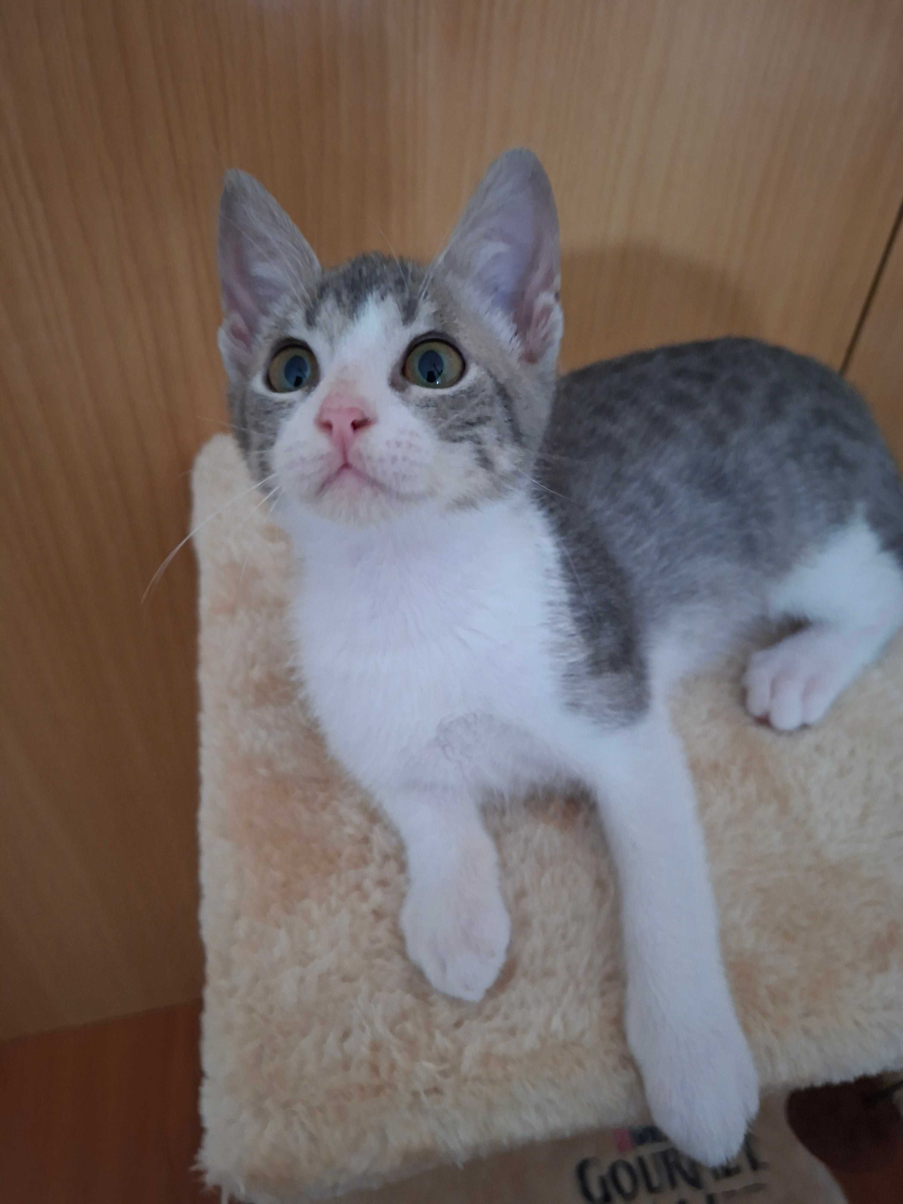Gatinho lindo e perfeito para adoção responsável