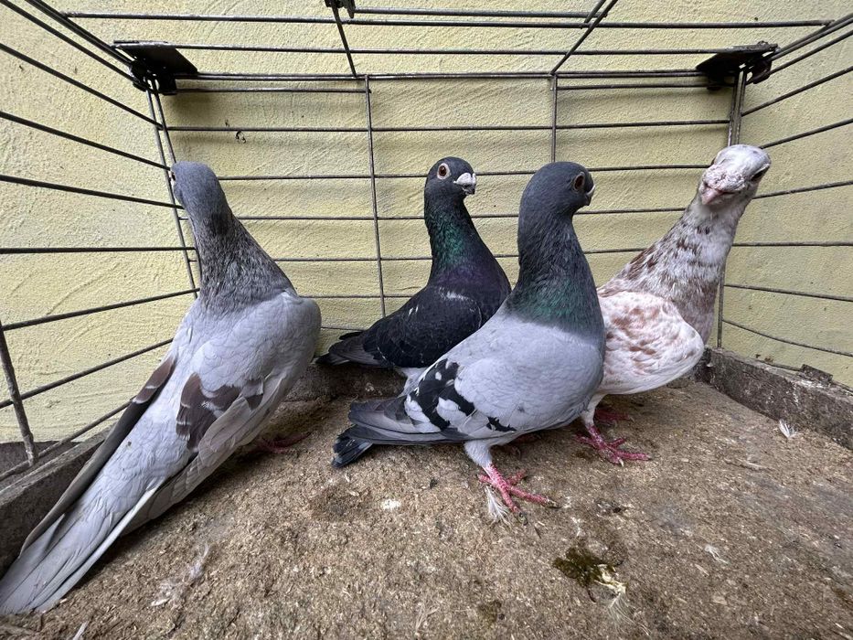 Gołębie ORLIKI cena 40zł za sztukę