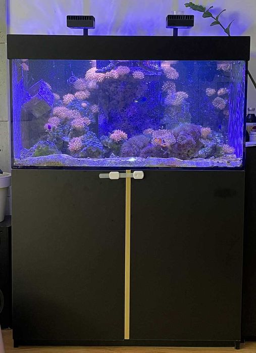 Akwarium Morskie 250l 100x50x50 + lampy LED Rea Sea 2x + SUMP + pompa