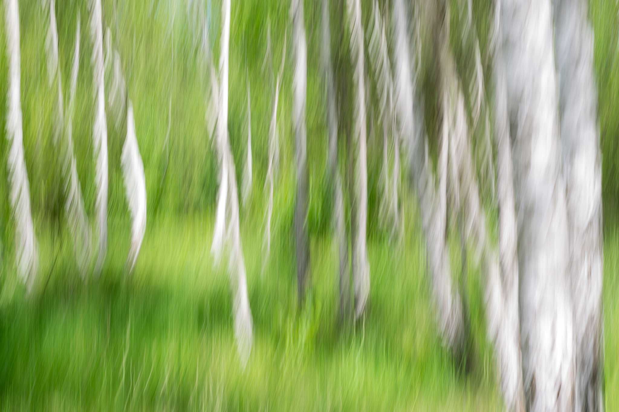 Obraz w Ramie Plakat Abstrakcja Natura Las Brzoza Wiosna 40x30 cm