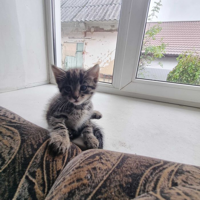 Віддам кошенят в добрі руки!