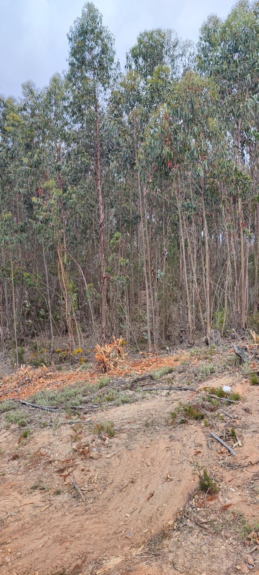 Terreno com eucaliptos