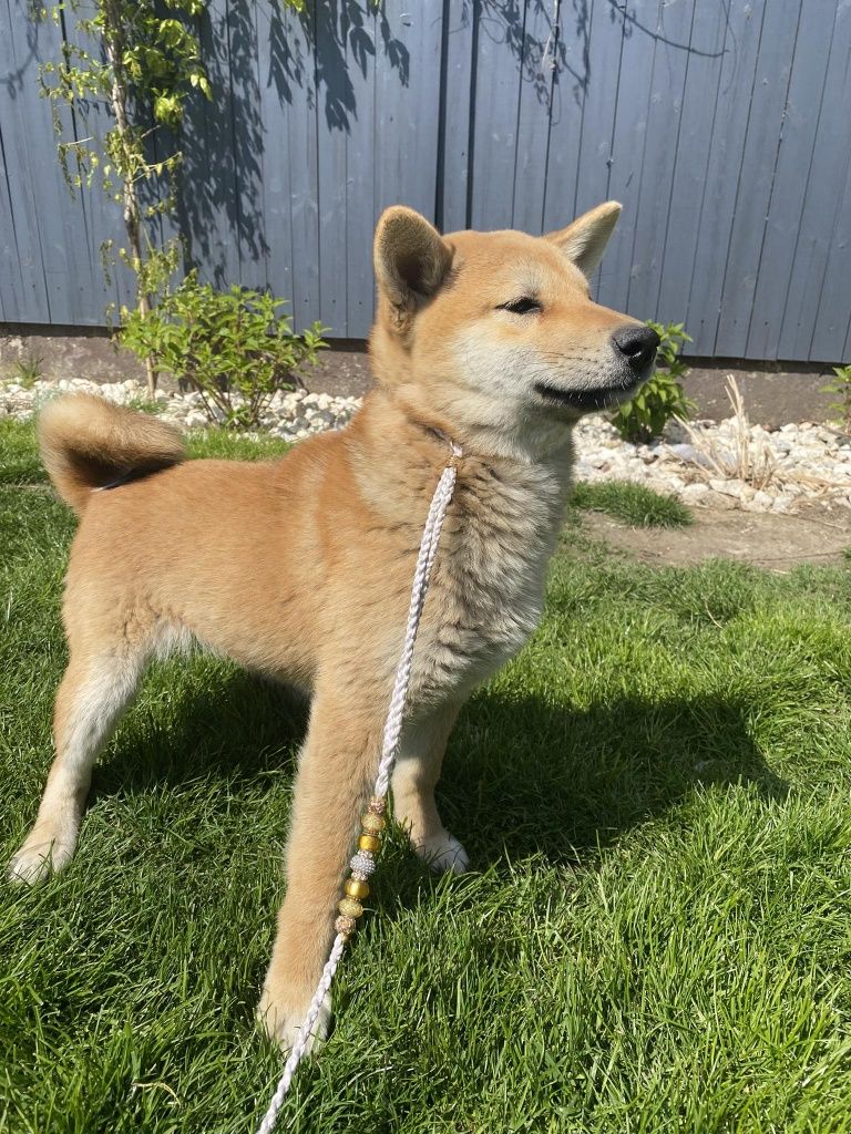 Shiba inu suczka