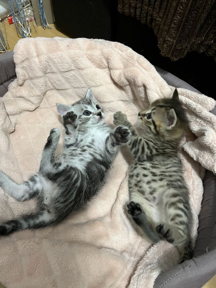 Котенята британці