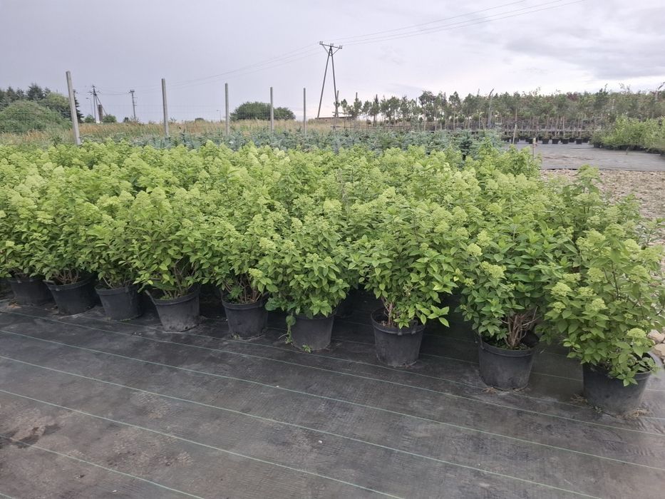 Hortensja różne odmiany