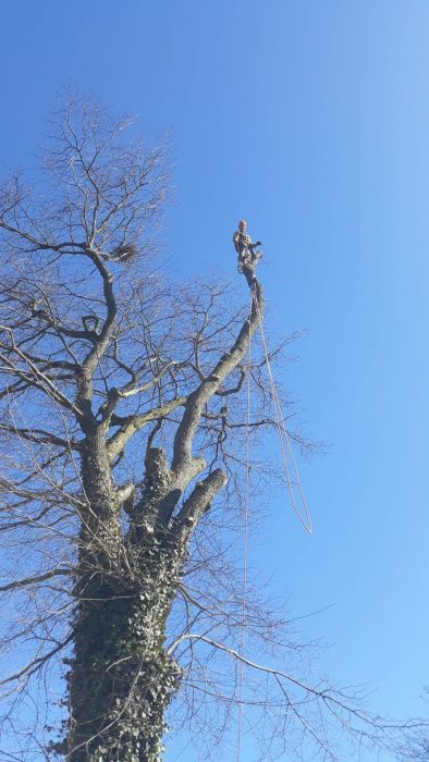 Wycinka i przycinanie drzew metodą alpinistyczną