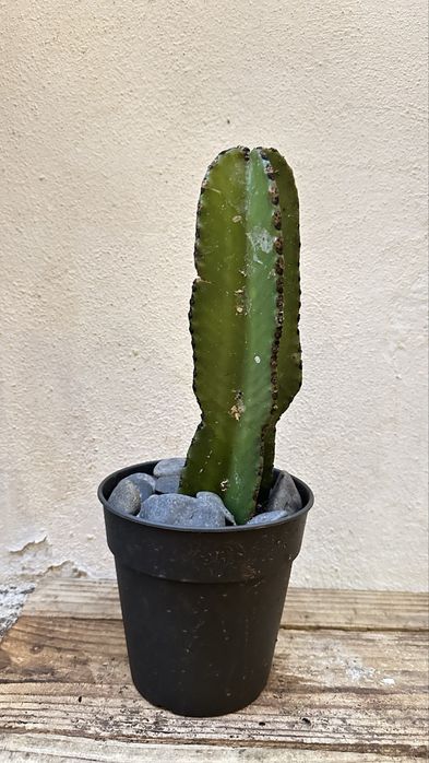 Cacto Euphorbia candelabrum- vários tamanhos