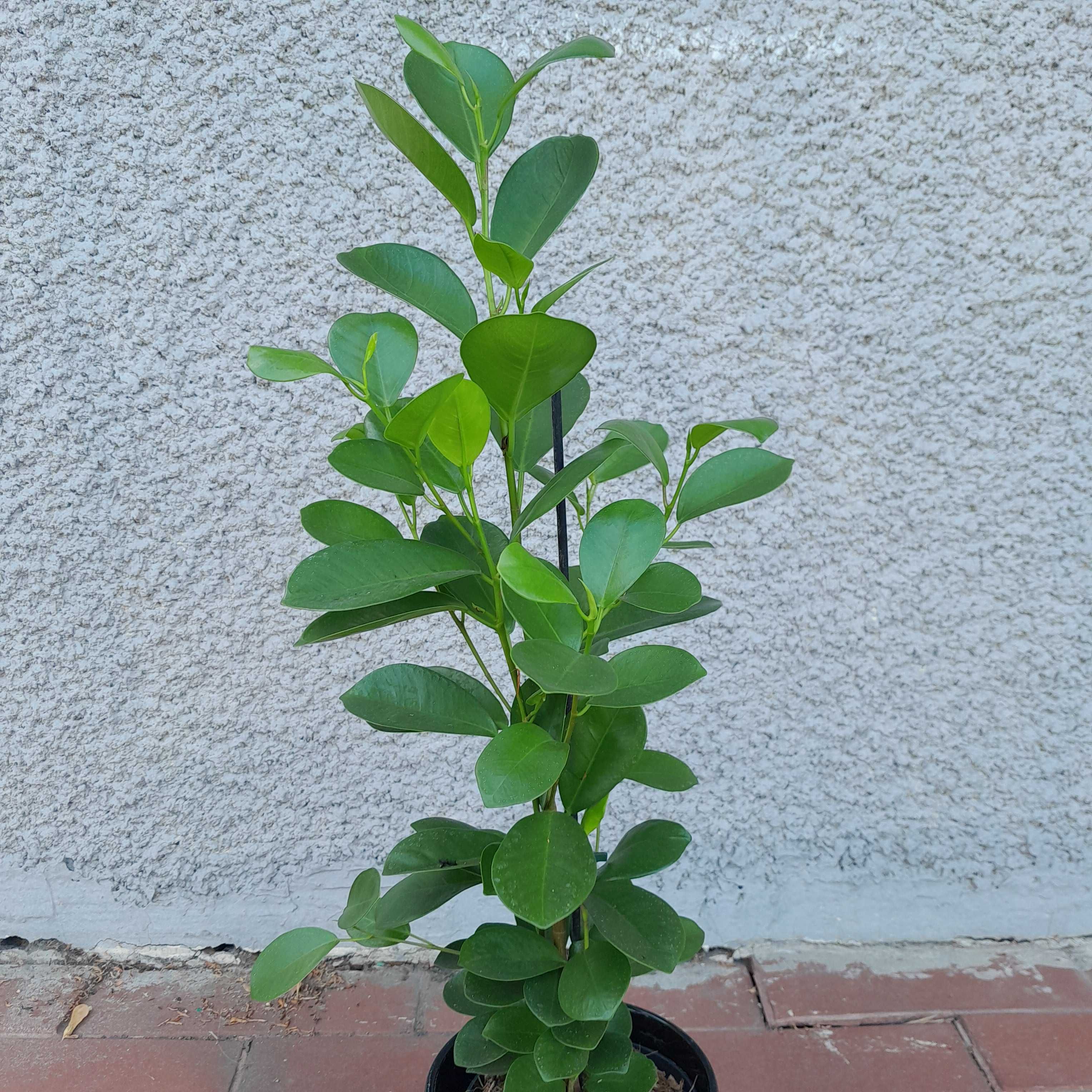 Fikus Ficus retusa 65cm