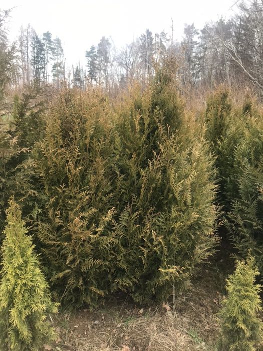 Tuja aureospicatta  aureospikata złotokończysta 140 -250cm