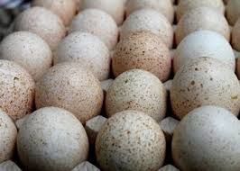 Яйця індичі сортові