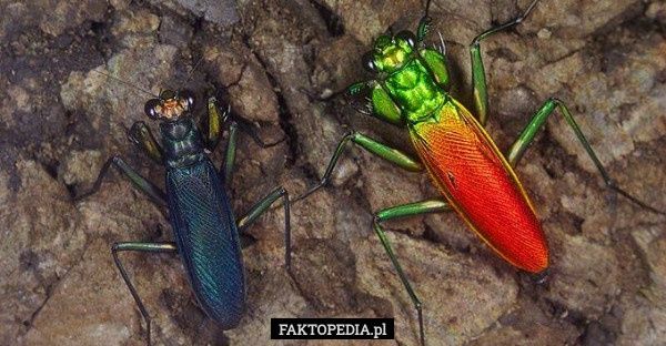 Modlszka Metallyticus splendidus l2
