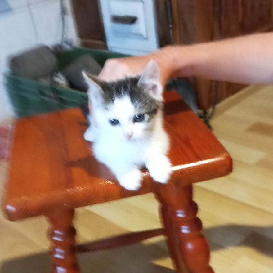 Do oddania śliczny kotek
