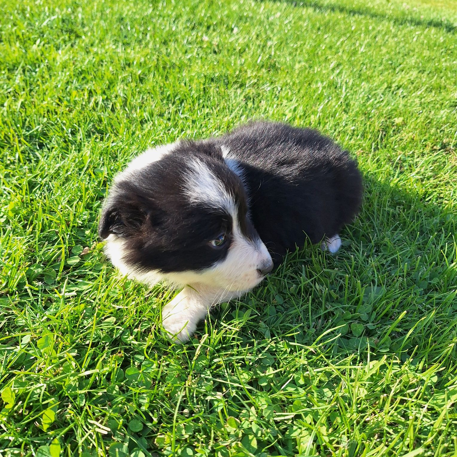 Piękna sunia border collie do odbioru