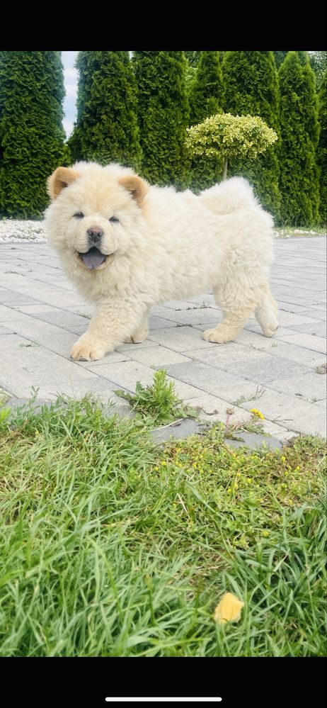 Chow Chow biała suczka