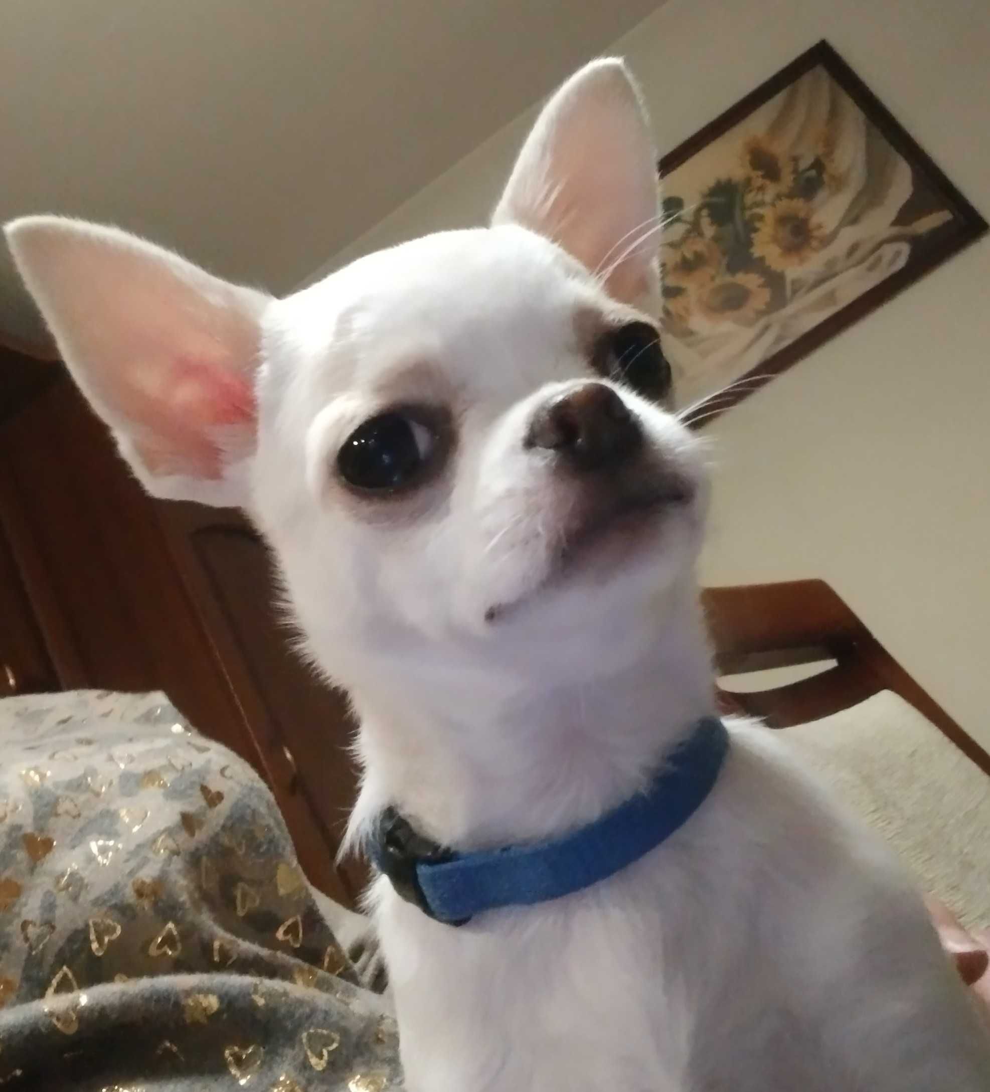 Chihuahua fci szczeniak