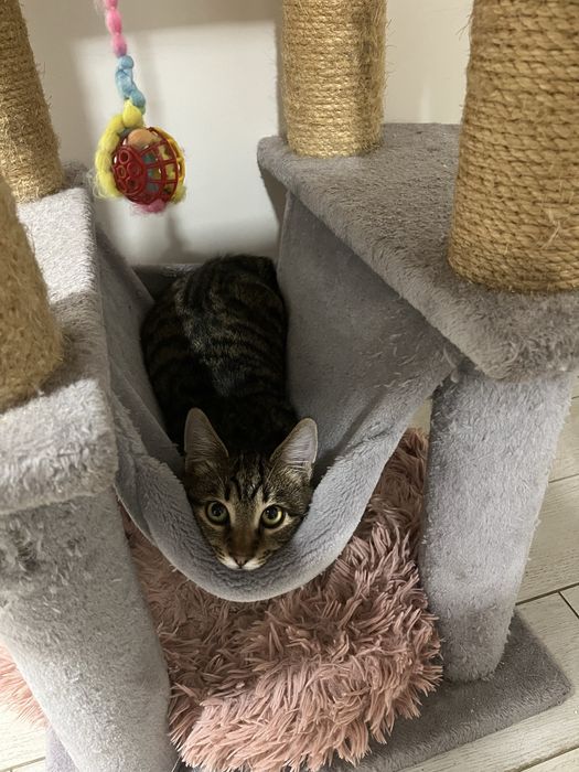 Котенок мальчик 5 мес привит