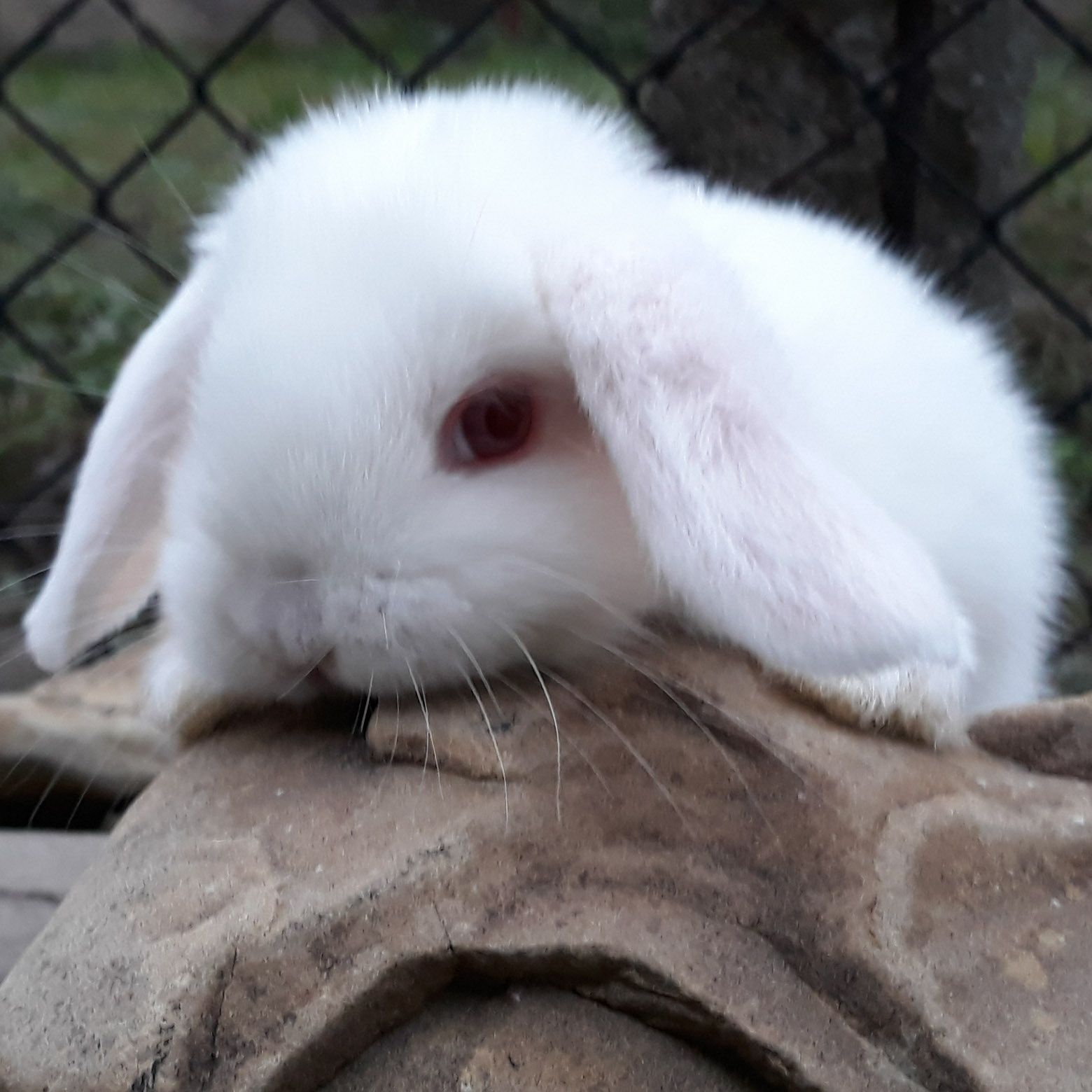 Królik karzełek baranek mini lop biały albinos