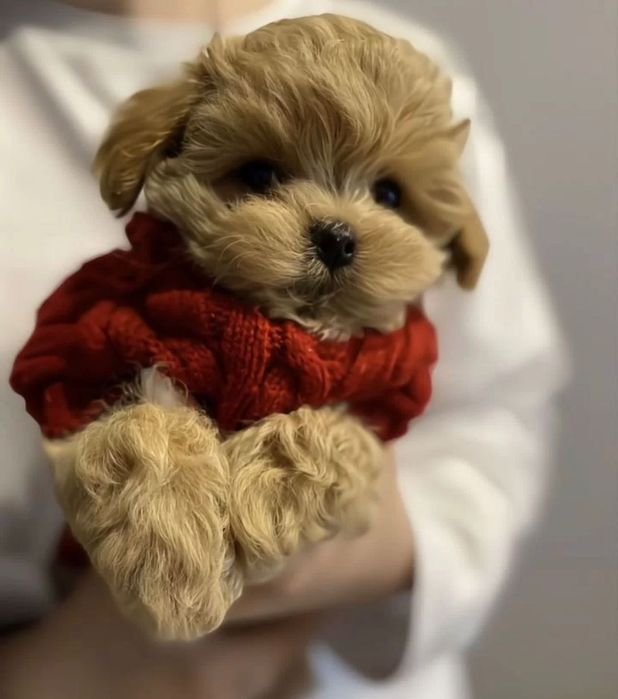 Собачка мальтипу ф1