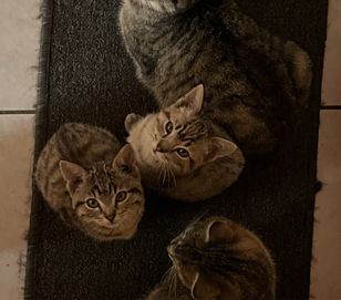 3 miesieczne kotki