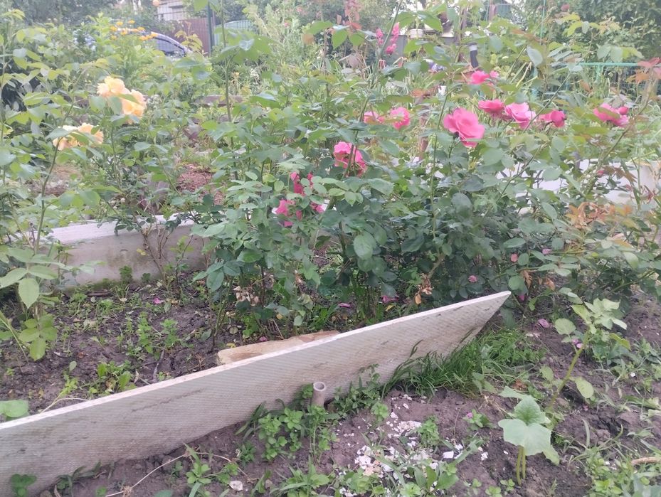 Троянда сортова плетиста Саджанці плетистой сортовой розы