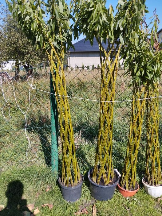 Wierzba pleciona palemka