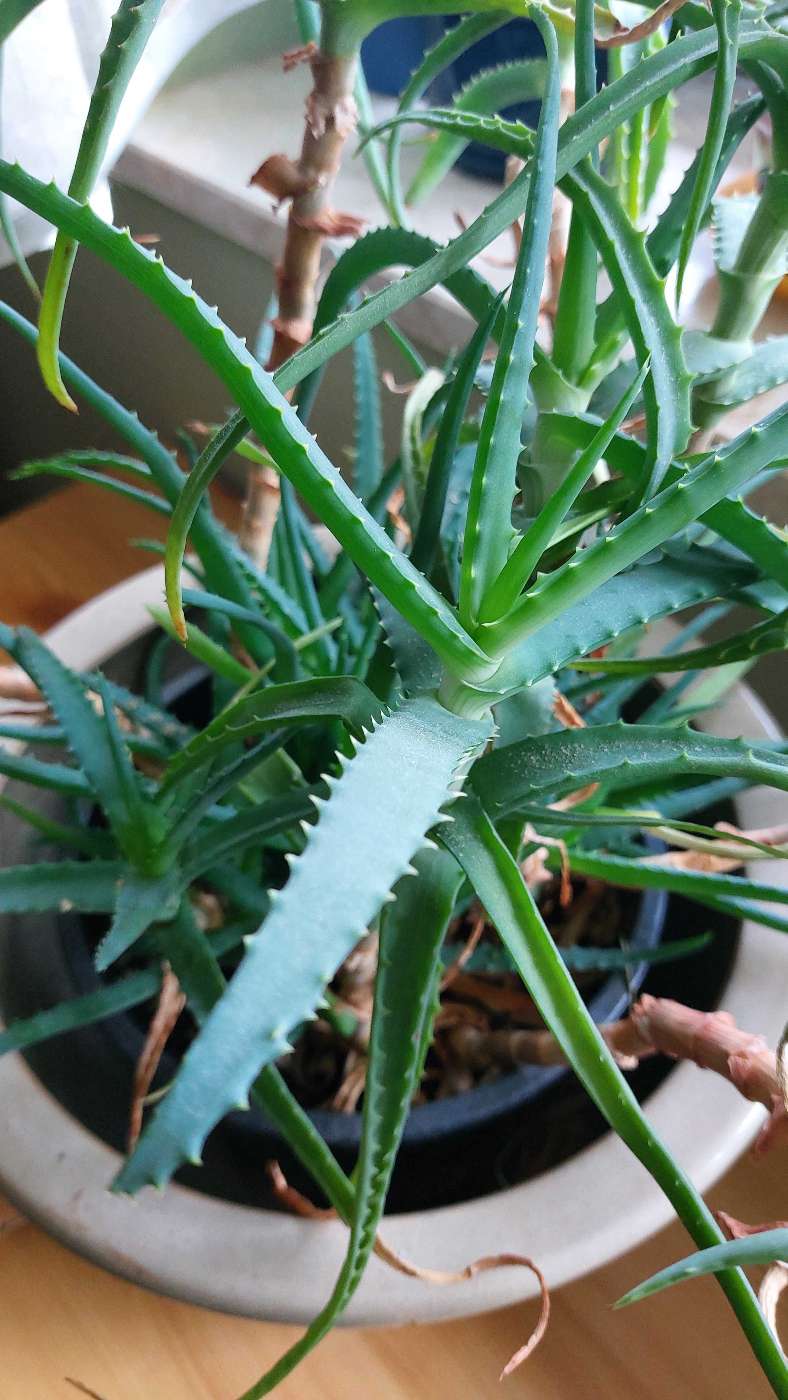 Aloes Aloe wys.50cm