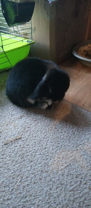 Królik miniaturka Mini Lop