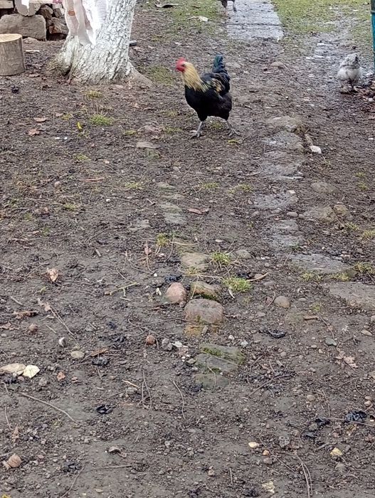 Продам молоді півники