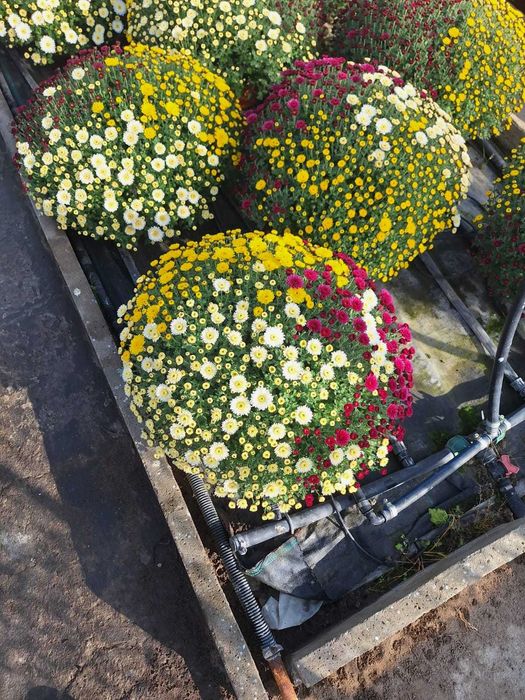 Chryzantemy hurt detal