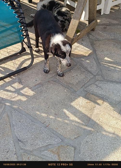 Border Collie pastor