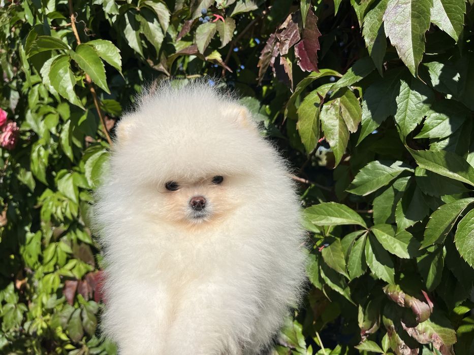 Хлопчик міні шпіц білого кольору